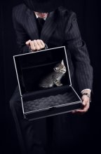 Кот в чемодане / Иногда ожидаешь что то другое ...