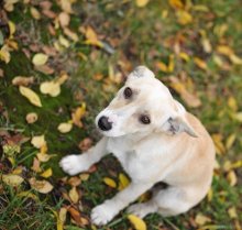 осенний пёсопортрет / Осенние собако-заметки. Когда невозможно пройти мимо...
http://joldersman.livejournal.com/26390.html