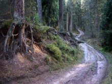 Дорога в лесу / под Витебском