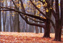 Каштановая осень / просто осень,когда под ногами шелестят листья