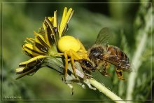 трагедия в солнечный день / тот же паук Misumena vatia в желтом...