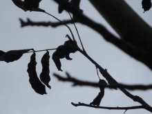 Рисунок-2 / осенние листья утром в пасмурную погоду