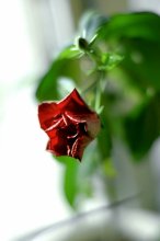 &quot;Красная роза - эмблема печали, красная роза - эмблема любви&quot; / окружающая нас красота