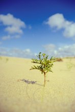 alone in sands / Калининград, дюны)