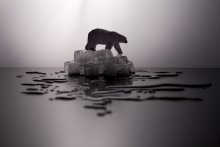 Холод / Лед, стол, свет, тени и полярный медведь.