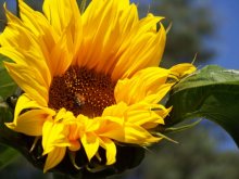 цветок солнца / солнечный цветок
kodak z812