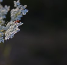 маленькая жизнь / лето...