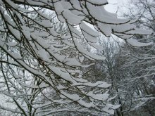 Сидя на ветвях / Окутанние снегом ветки дерево