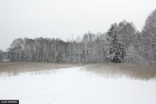 Зимний сон / На озере установился лед. Спустя несколько дней снег укрыл его и лес, и озеро, и камыши погрузились в зимний сон.