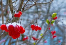 А под окошком калина и рядом сирень... / Сирень решила зимой цвести.