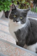Хозяин двора - 2 / Портрет кота