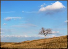 tree / Lonely?