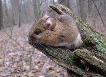 Мышь желтогорлая / В Беларуси желтогорлая мышь распространена повсеместно. Наиболее многочисленна она в южных и центральных частях республики.
Обитает в старых широколиственных лесах, особенно в дубово-грабовых.