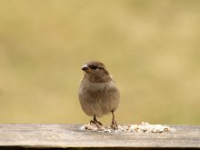Sparrow / А у нас во дворе