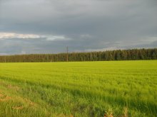 Перед грозой... / Белорусский пейзаж