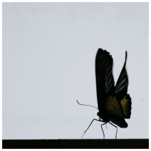 butterfly / ..........