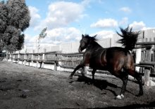 Необузданная Сила. / ..................