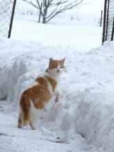 Оглянулся... / Зима, снег, кот.