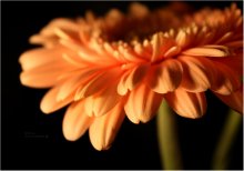 *Orange Love* / Цветы называются герберами. ну на всякий случай)