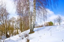 Береза белая / Природа Беларуси