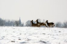 Косули / Фотографировал сегодня. Спугнул шесть штук с глубокого яра, где они паслись на припеке. Щелкнуть удалось вдогонку, когда они уже выскочили на заснеженное поле.