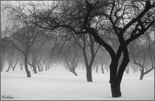 Про контрасты и нюансы / туманный февраль в Лошицком парке