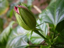 Бутон. / Роза.