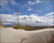 юка белых пяскоў / юка - гэта расліна. 
Белыя Пяскі, штат Ню-Мексіка, ЗША