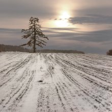 Первый снег / под Витебском