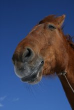 улыбаемся / Казачка