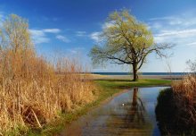Одинокое онтарийское дерево / Lake Ontario