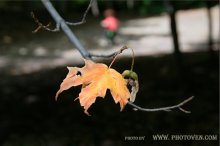 The last leaf / Last autumn maple leaf on Canada.
