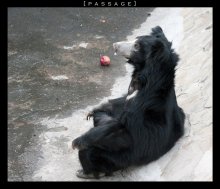 валенок гималайский / в московскомъ зоопарке есть вот такой вот смешной медвед... =)