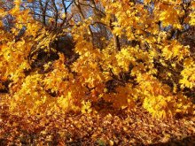 Autumn Leaves / в 20 км от Керчи