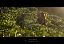 Из Индии с Любовью / Фото сделано в закатном солнце на чайных плантациях в Дагомысе (окрестности Б. Сочи)