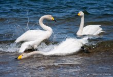 купание / лебеди на побережье Охотского моря
