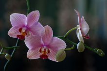 Орхидеи / Приятного просмотра!