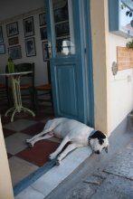 На отдыхе / Собака с греческого острова Санторини. Там очень жарко! Поэтому животные спасаются от жары в тени зданий.