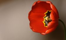 tulip / *****