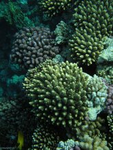 Акропора хумилис / Интенсивно растущие молодые кораллы на краю рифа - рэаре, своеобразном иссечённом бруствере, где растут самые смелые кораллы. Красное Море, восстанавливающийся риф. Верхний край. Примерно полдень.