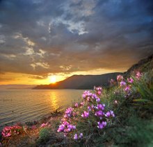 весенний цвет / Крым, весна, цветы, море, закат