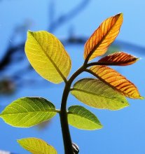 Листики грецкого ореха / Очень красивые листья ореха