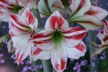 KeuKenhof 2 / Кеукенхоф май 2008