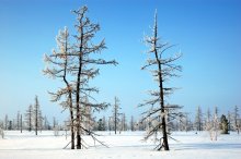 Третий лишний / Ямал.
Севернее поселка Уренгой