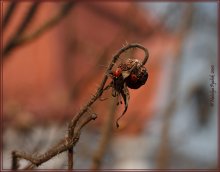 Апрельские кАроФки / жаль, что не мычат :)