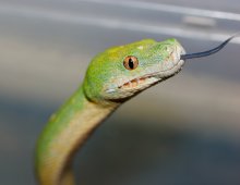 Зеленый змей / Так вот он какой зеленый змей
Сожалею, что кончик языка чуть не попал в кадр