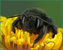 Портрет пчелы-плотника / Портрет необычной пчелы темно-синего цвета - пчелы-плотника