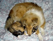 Спящие красавицы / Собака с кошкой спят на кравати
