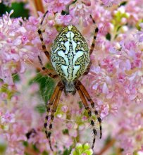 паук Акулепейра церепегия / достаточно большой паук, днем прячется, на охоту выходит вечером, паутина большая круговая.