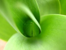 зеленый секрет / тюльпан без обработки
